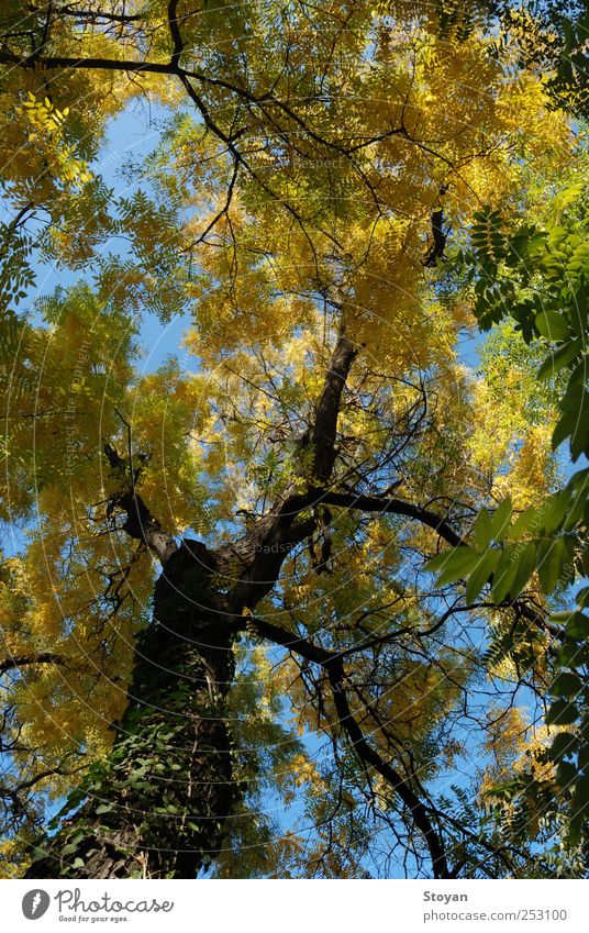 Autumn in Sofia Environment Landscape Plant Air Sky Sunlight Weather Leaf Foliage plant Wild plant Discover Authentic Success Far-off places Brown Multicoloured