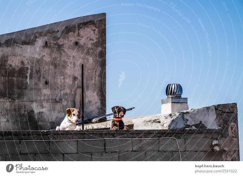 On the wall, on the lurk Old town House (Residential Structure) Roof Dog 2 Animal Observe Think Looking Cool (slang) Together Funny Curiosity Above Town Wild