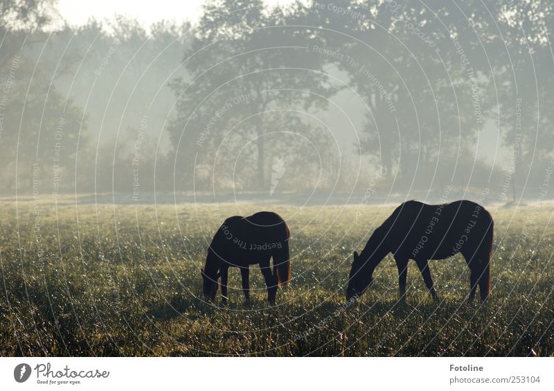 morning idyll Environment Nature Plant Animal Autumn Fog Tree Grass Meadow Horse Cool (slang) Cold Natural Gray Black Pasture Colour photo Subdued colour
