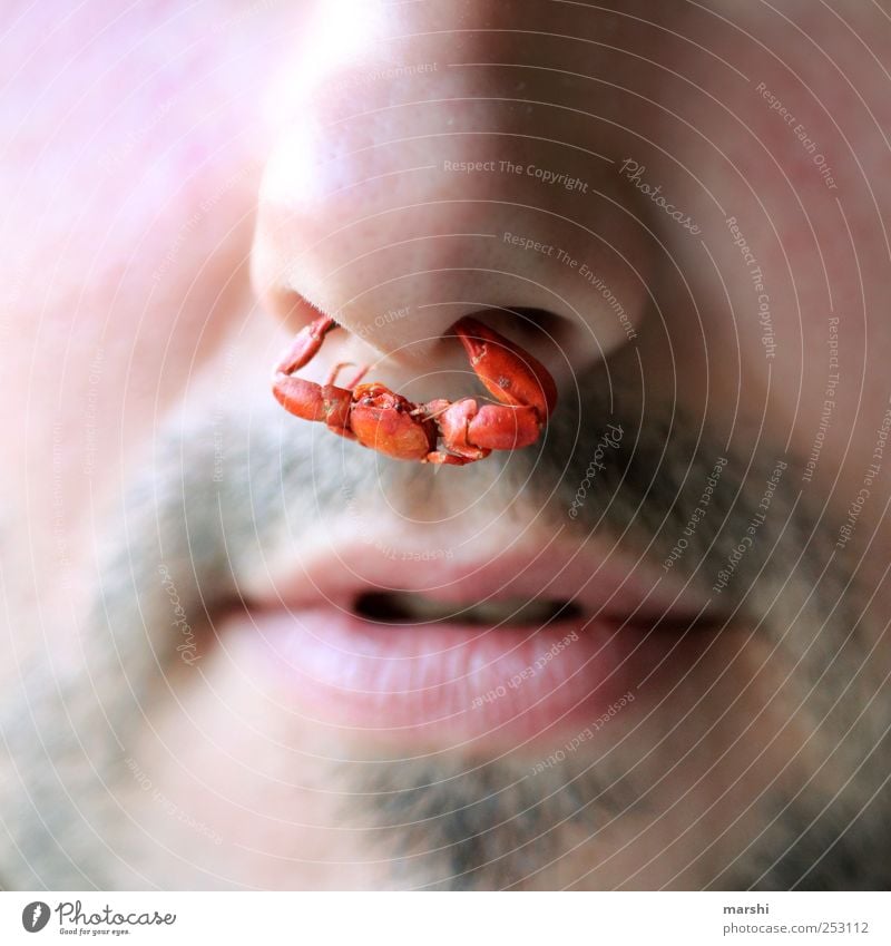 The nose ring for the man Human being Masculine Man Adults Skin Face Nose Mouth Lips 1 Animal Red Nose ring Jewellery Cancer clasp To hold on Claw Pain Funny