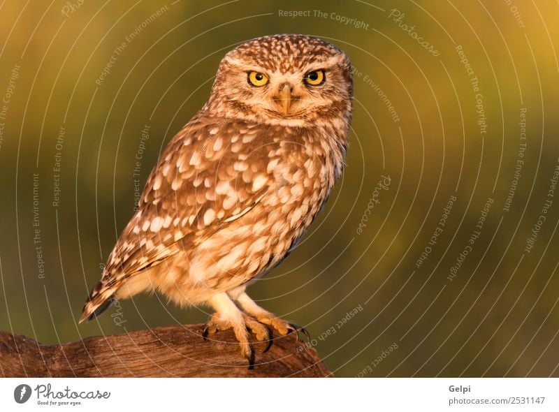 Small owl on a tree trunk in the nature Nature Landscape Animal Flower Meadow Bird Stand Natural Cute Wild Brown White Owl wildlife Feather nocturnal predator