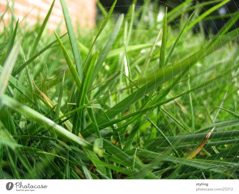 grass Grass Green Spring Maturing time Near Growth Floor covering