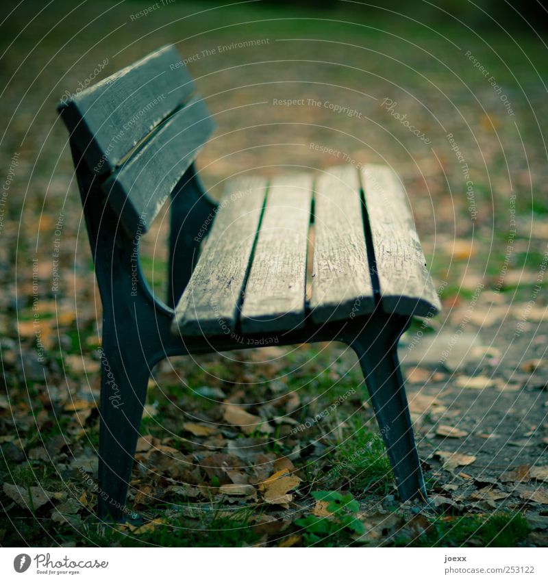 bank profile Autumn Park Deserted Old Brown Green Black Bench Wooden bench Autumnal Empty Colour photo Subdued colour Exterior shot Day Contrast