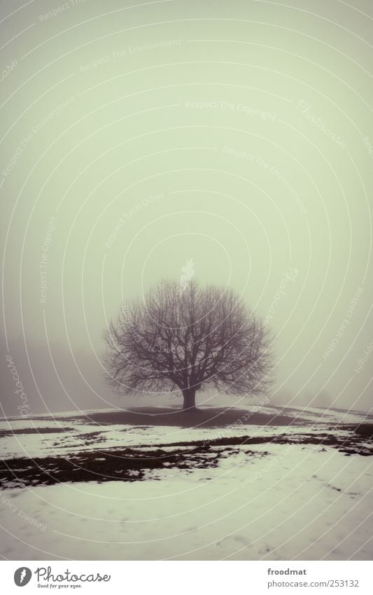 home of fog Environment Nature Landscape Winter Fog Ice Frost Snow Tree Meadow Cold Gloomy Power Protection Dedication Calm Flexible Loneliness Stress