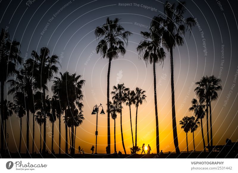 Sunset in Venice Vacation & Travel Sky Sunrise Spring Beautiful weather Lightning Warmth Tree Palm tree Park Coast Beach Town Populated Places