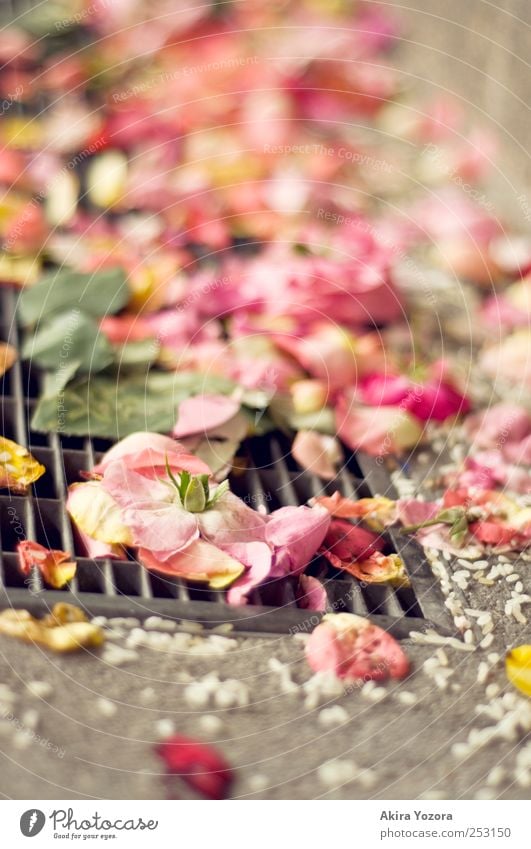 wedding remains Flower Rose Leaf Blossom Stone Concrete Metal Lie Yellow Green Pink White Romance Rice Colour photo Exterior shot Close-up Detail Deserted