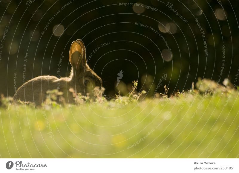 I'm watching you Nature Grass Animal Pet Wild animal Hare & Rabbit & Bunny 1 Observe Discover Glittering Sit Curiosity Brown Green Black Idyll Colour photo
