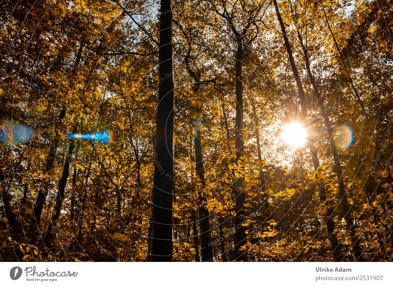 autumnal Environment Nature Landscape Sun Autumn Tree Leaf Beech wood Beech tree Maple tree Forest Glittering Illuminate Positive Warmth Yellow Orange Romance