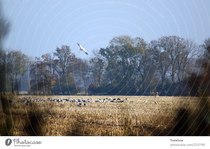 Linum 1.0] Crane collection point Environment Nature Plant Animal Sky Cloudless sky Autumn Tree Field Wild animal Bird Wing Flock Natural Flying Colour photo