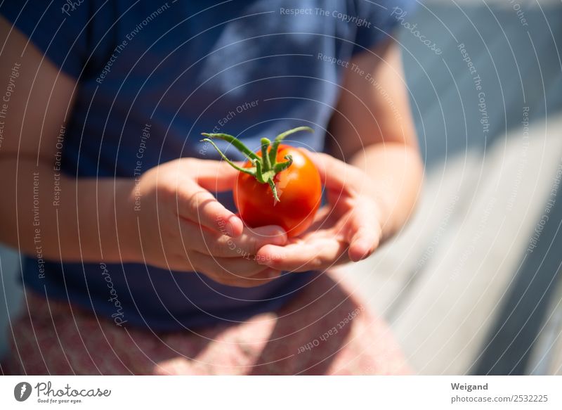 Tomato child III Food Vegetable Nutrition Eating Dinner Organic produce Vegetarian diet Slow food Kindergarten Child Toddler 1 Human being 1 - 3 years