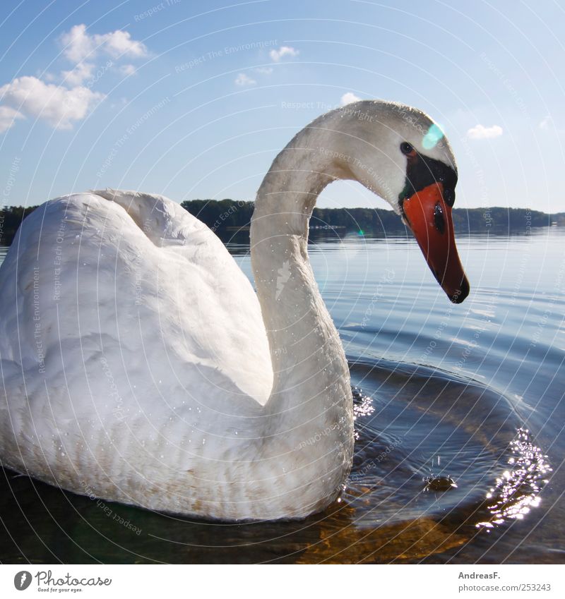 swan lake Environment Nature Landscape Animal Water Sky Sun Summer Autumn Park Lakeside River bank Bird Swan 1 Swimming & Bathing Idyll Swan Lake Colour photo