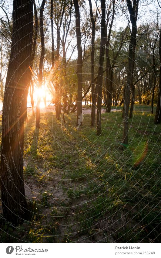 Dark times Wellness Vacation & Travel Trip Adventure Freedom Summer Sun Environment Nature Landscape Elements Sunrise Sunset Sunlight Beautiful weather Plant