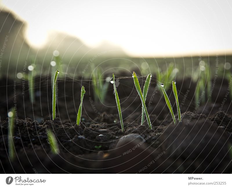sprout Nature Landscape Earth Drops of water Sky Horizon Autumn Weather Plant Grass Agricultural crop Growth Brown Green Style Blade of grass Spider's web Field