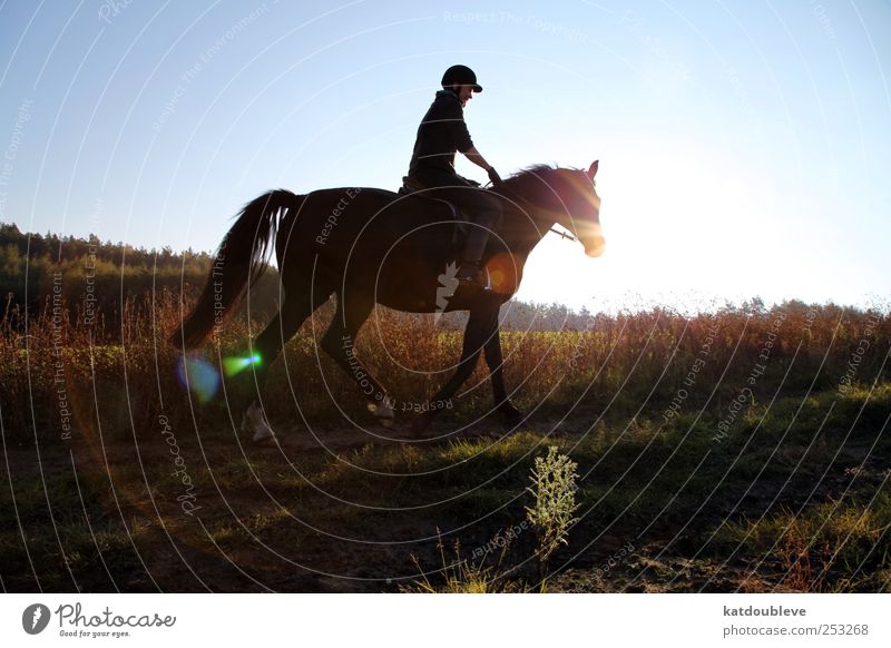 le cheval Ride Freedom Hiking Sports Equestrian sports Androgynous Environment Nature Landscape Plant Earth Sky Sunrise Sunset Sunlight Autumn Beautiful weather