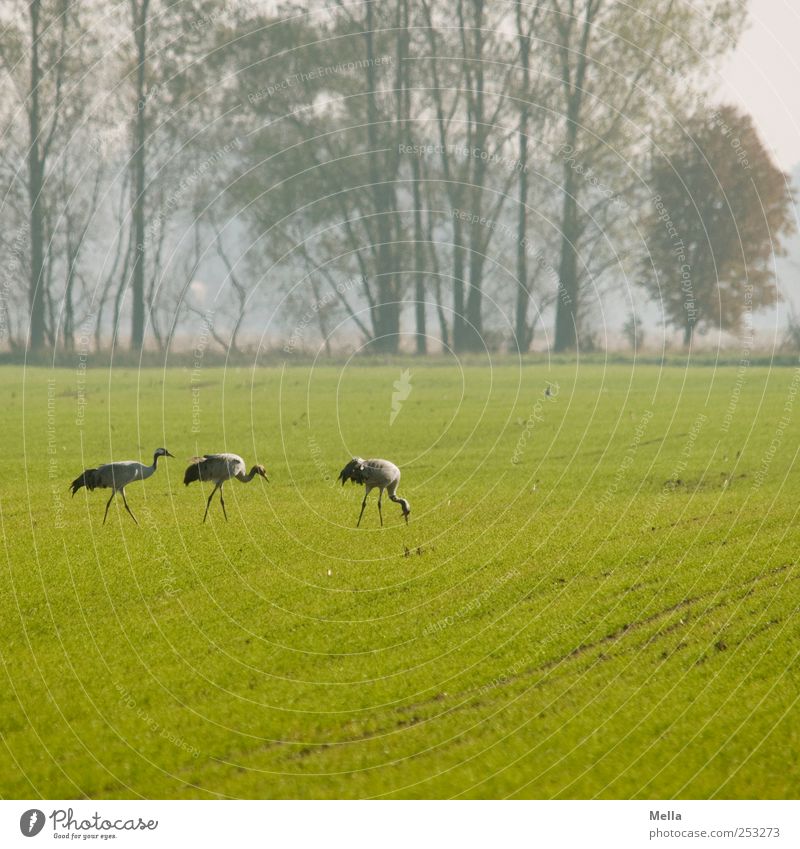 [Linum 1.0] Scavenger place Environment Nature Landscape Animal Meadow Field Bird Crane Migratory bird 3 To feed Going Stand Free Together Natural Green Freedom