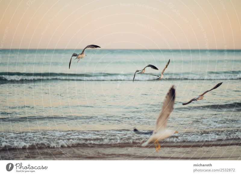 Seagulls fly over the sea Elegant Vacation & Travel Far-off places Freedom Expedition Summer Summer vacation Ocean Waves Nature Sky Beautiful weather Beach Bird