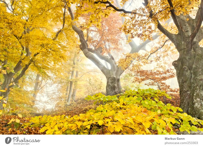 autumn forest Nature Plant Autumn Weather Fog Tree Forest Natural Brown Yellow Gold Green Autumnal Enchanted forest Deciduous tree Leaf Light Colour photo