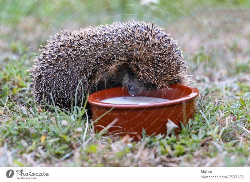 hedgehogs Animal Autumn Baby Sphere Curls Cute Defensive Hedgehog Leaf Mammal Nature Natural Needle Thorny Protection Rodent Wild animal Drinking Green Milk