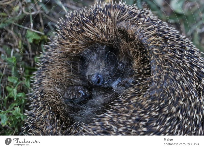 hedgehogs Hedgehog Coil Roll Ball Animal Autumn Baby Sphere Curls Cute Defensive Mammal Nature Natural Needle Thorny Protection Rodent Sleep Wild animal