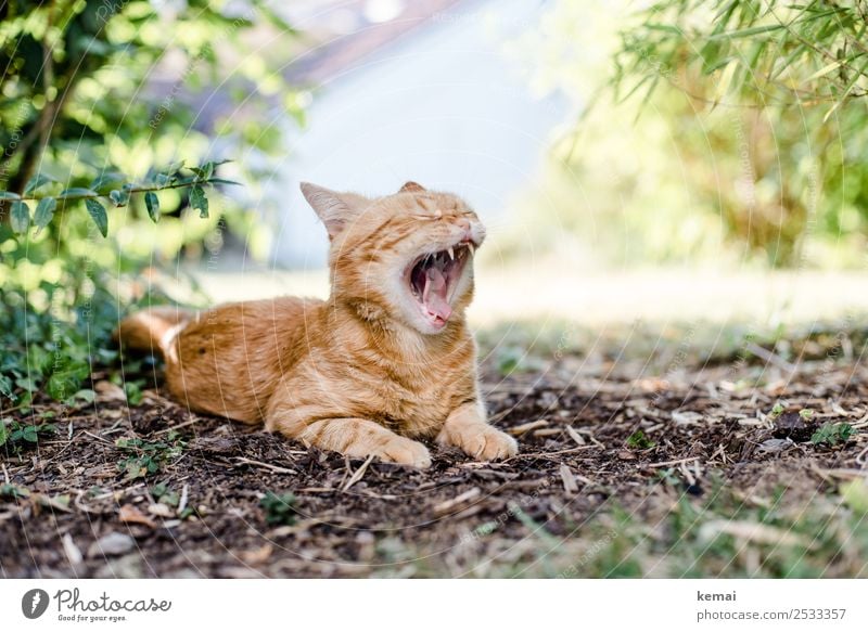 yawn Well-being Contentment Relaxation Calm Leisure and hobbies Nature Earth Summer Beautiful weather Plant Grass Bushes Garden Park Animal Pet Cat Animal face