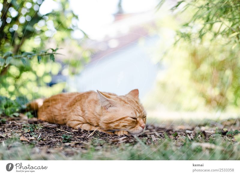 Cat falls asleep Lifestyle Harmonious Well-being Contentment Relaxation Calm Freedom Summer Sun Landscape Plant Beautiful weather Warmth Bushes Garden Animal