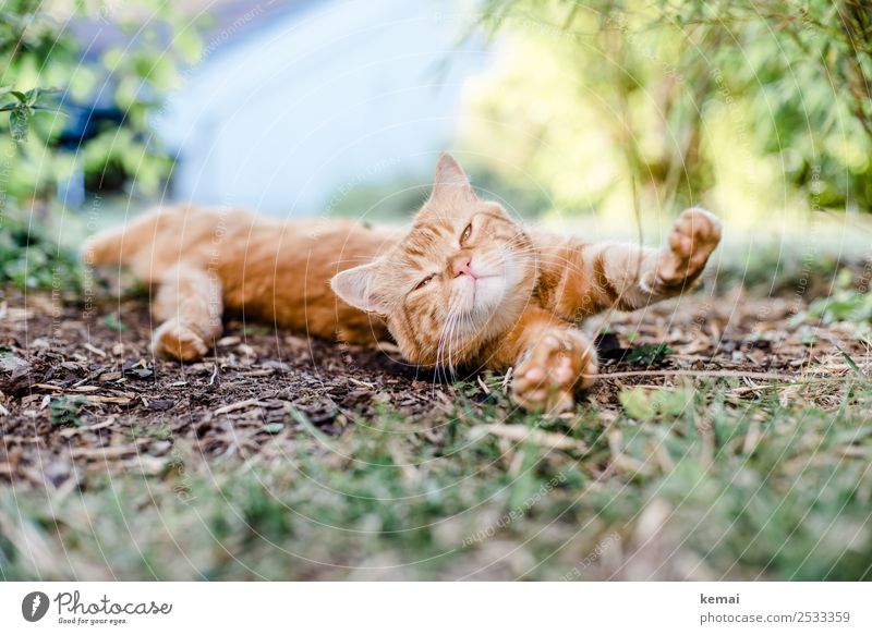 stretching Well-being Contentment Senses Relaxation Calm Leisure and hobbies Nature Earth Summer Beautiful weather Grass Bushes Garden Park Animal Pet Cat
