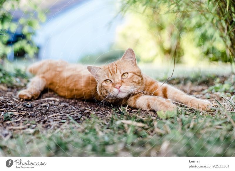 Cat stretches out Lifestyle Harmonious Well-being Contentment Senses Relaxation Calm Leisure and hobbies Nature Earth Beautiful weather Bushes Garden Animal Pet
