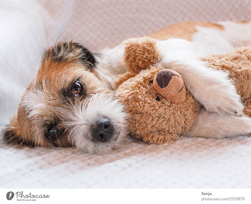 Dog, Pet, Animal Animal face Pelt 1 Teddy bear white ceiling To enjoy Love Lie Sleep Embrace Happy Beautiful Cuddly Cute Soft Brown White Emotions Contentment