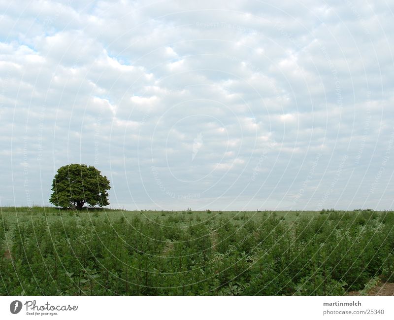 Field with tree Clouds Green Meadow Tree Sky
