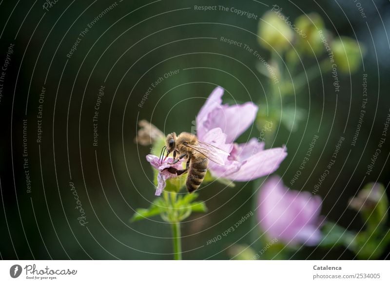 Bee and pink mallow flower Nature Plant Animal Summer Flower Blossom Mallow plants Garden Farm animal Honey bee 1 Blossoming Fragrance Sit pretty Brown Green