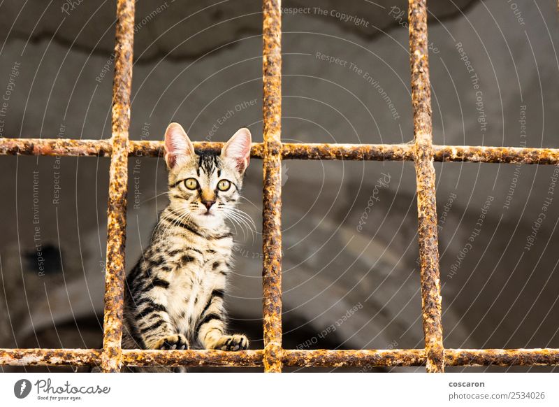 Little cat behind metal bars. Stray cat Beautiful Face House (Residential Structure) Nature Animal Fur coat Pet Cat Cute Brown Green Red White Sadness