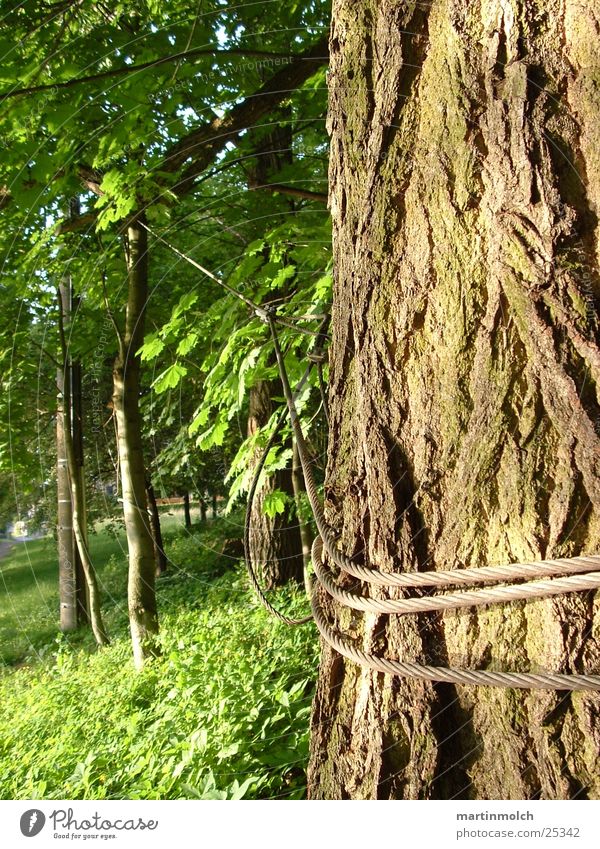 Hold me Tree Tree trunk Wire Green Forest Rope