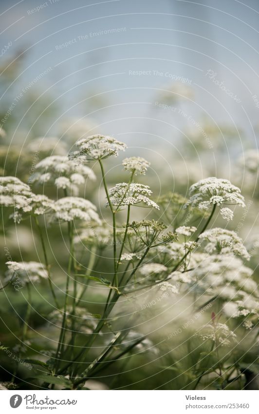 Who stole the bear? Nature Plant Blossoming heracleum hogweed Umbellifer Poison Colour photo Shallow depth of field