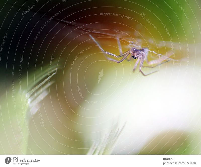 the monster strikes Nature Plant Animal Spider 1 Small Venus' flytrap Thorny Trenchant Spider's web Appetite Spider legs Colour photo Interior shot Blur