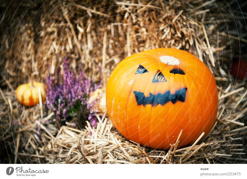 Mr. Green Food Vegetable Organic produce Vegetarian diet Joy Face Decoration Feasts & Celebrations Hallowe'en Autumn Funny Round Orange Pumpkin Straw