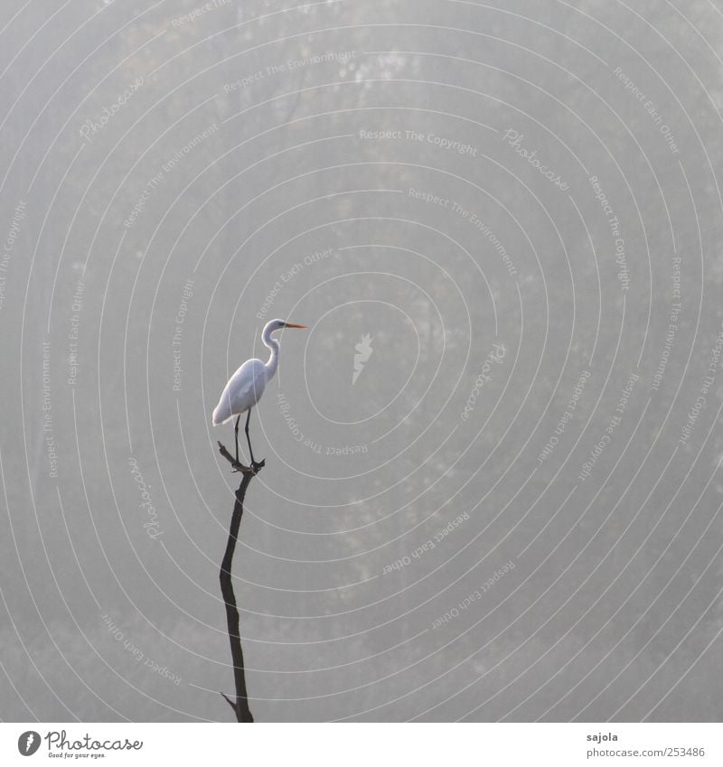 CD - Great White Egret Environment Nature Animal Wild animal Bird Great egret 1 Stand Wait Esthetic Gray Fog Cloud forest Colour photo Subdued colour