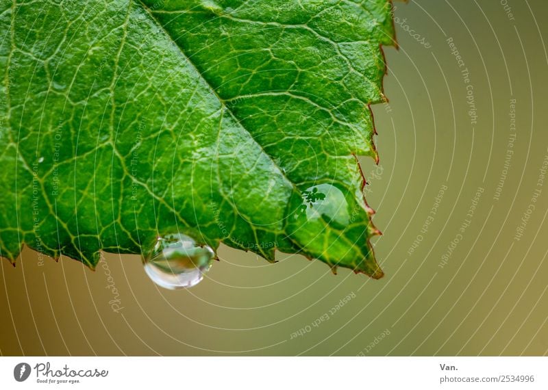 The drop is sucked VI Nature Plant Drops of water Summer Rain Leaf Foliage plant Garden Fresh Wet Natural Brown Yellow Green Colour photo Multicoloured