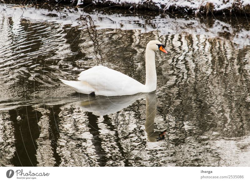 A swan swimming on the lake shore with snow Elegant Beautiful Winter Snow Man Adults Nature Landscape Animal Horizon Lake River Wild animal Bird Swan