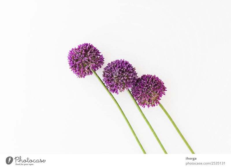 Allium isolated on white background Vegetable Herbs and spices Elegant Beautiful Summer Garden Decoration Valentine's Day Mother's Day Nature Plant Flower