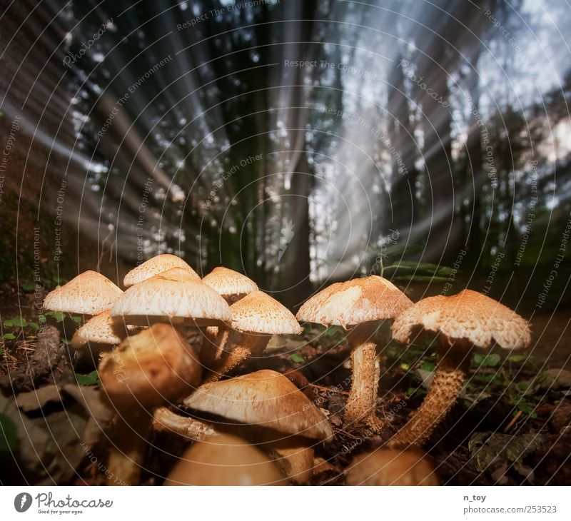 I think I feel it already... Environment Nature Landscape Plant Earth Sunlight Surrealism Forest Sunbeam Mushroom Woodground Tree Mushroom cap Colour photo