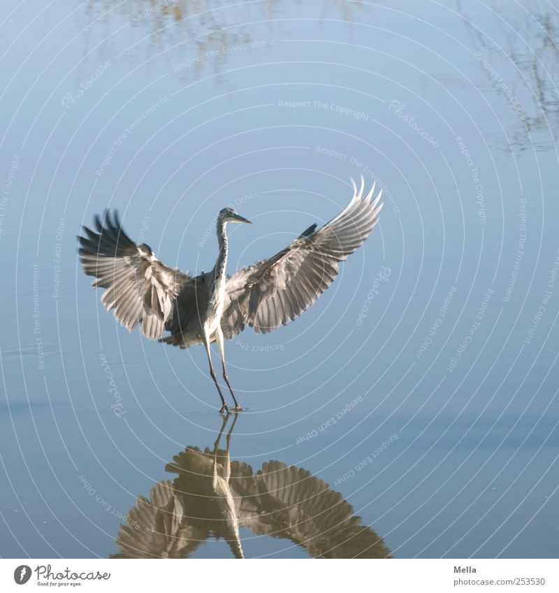 Come in my arms! Environment Nature Animal Water Pond Lake Bird Wing Heron Grey heron Feather Plumed 1 Flying Stand Elegant Free Natural Blue Freedom Landing