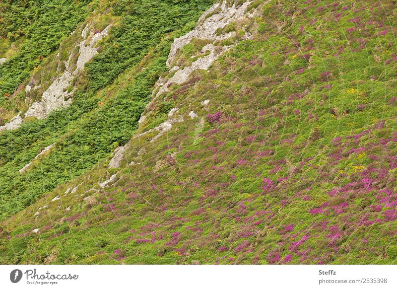 Hilly landscape in Wales Heathland heather blossom heath landscape Carpet of flowers Moss Steep Nordic rocky northern landscape North Rock calluna