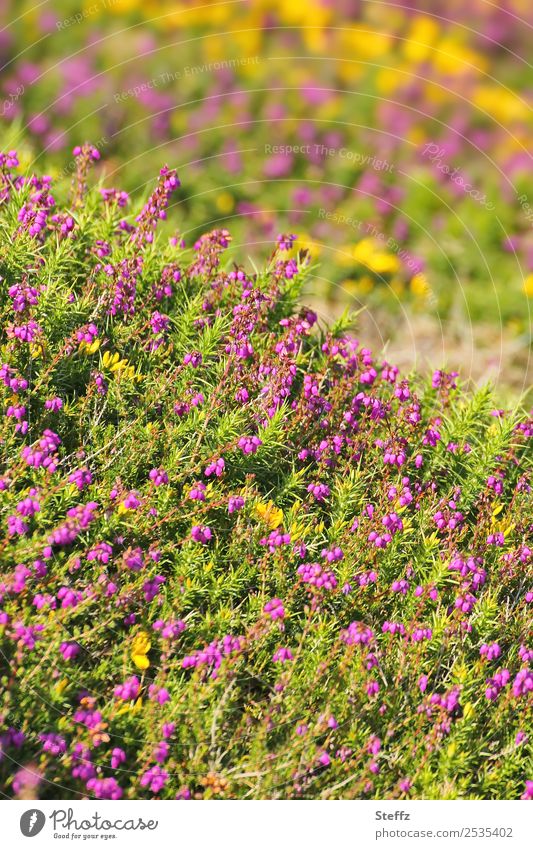 Flowering Heath Heathland heather blossom flowering heath heather bush calluna calluna vulgaris Nordic romanticism Nordic wild plants Nordic nature