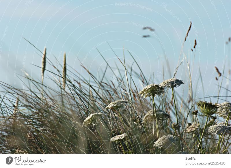 Grasses in the wind Common Yarrow Marram grass Blown away windy Weathered Nordic Wind Nordic wild plants Nordic nature Simple Cold summer Northern Europe July