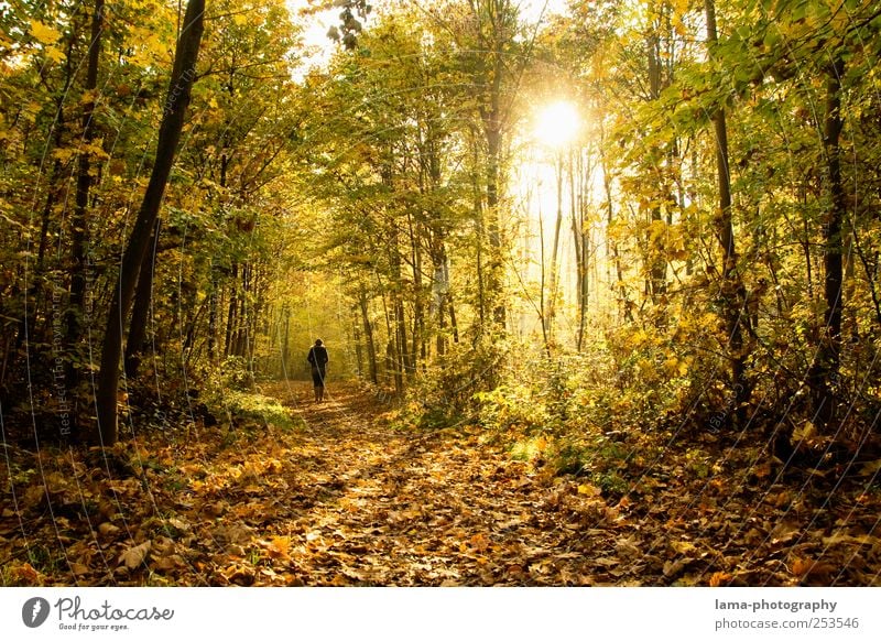 Golden Autumn 1 Human being Sun Sunlight Tree Autumn leaves Automn wood Yellow To go for a walk Leaf Deciduous forest Sunbeam Colour photo Exterior shot