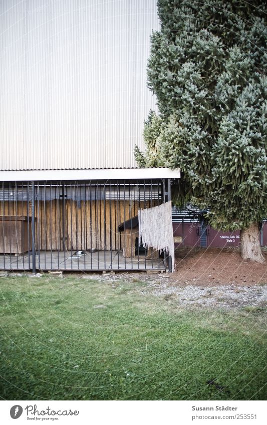 [CHAMANSÜLZ 2011] Kennel House (Residential Structure) Detached house Industrial plant Factory Zoo Petting zoo Living or residing Dog basket Comfortless