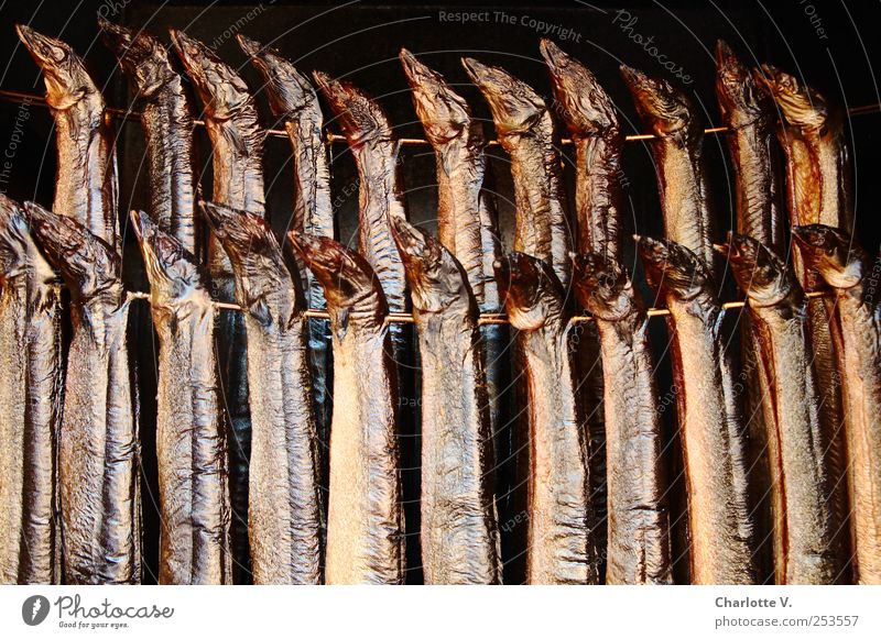 Delicious eel Food Fish Eel Kipper smoked eel Animal Dead animal Flock smoke oven Metal Fragrance Hang Illuminate Esthetic Together Glittering Thin Brown Gold