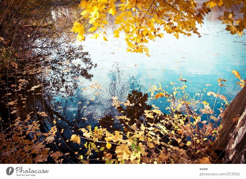 roibos Environment Nature Landscape Water Autumn Beautiful weather Tree Leaf Lakeside Authentic Yellow Idyll Autumn leaves Early fall November Surface of water