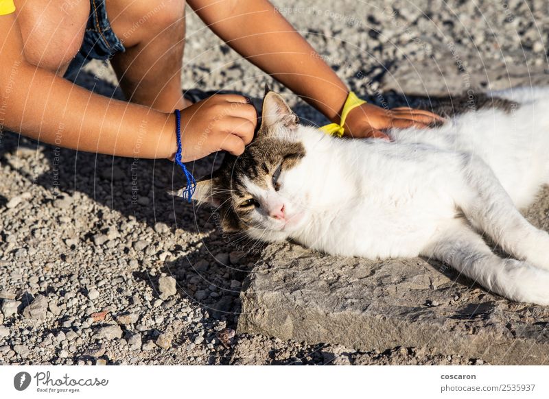 Adorable little boy caressing a cat in the street Lifestyle Joy Happy Beautiful Leisure and hobbies Playing Summer Child Human being Toddler Boy (child)