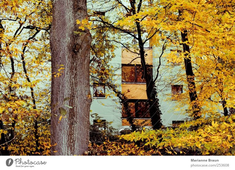 autumn colours Nature High-rise Multicoloured Yellow Gray Green Tree trunk Autumn Autumn leaves House (Residential Structure) Building Window Pane Reflection